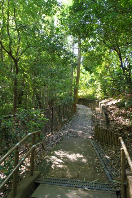 武蔵国分寺公園側から崖線を下る森林道へ。
