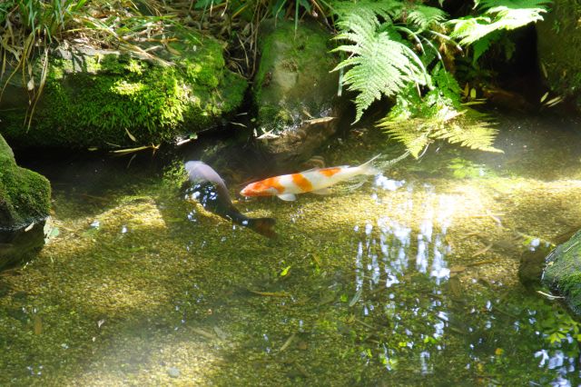 鯉の姿も見られる。