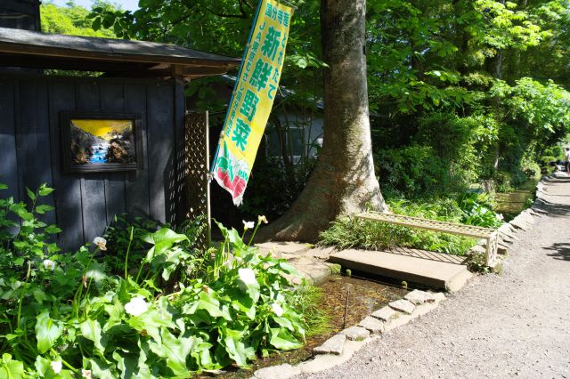 左に野菜直売所。