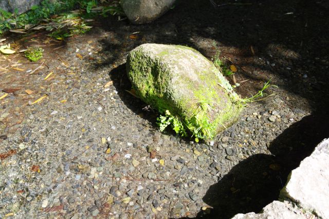 水路にある苔の生えた岩。