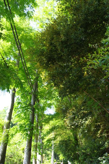 頭上の緑のアーチ。