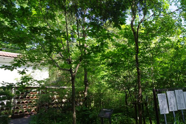 沢山の木々がひしめく境内。