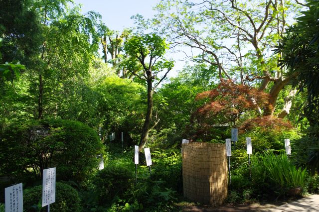 角度により様々な表情を見せる庭園。