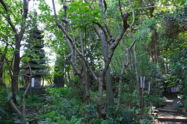 左側へ、丘の森林へ。