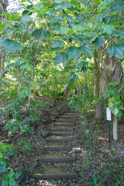 階段を登り鬱蒼とした森へ。