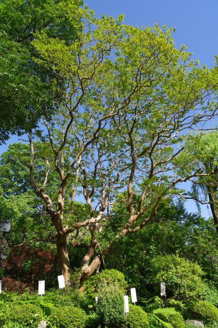 戻って仁王門、薬師堂へ向かいます。