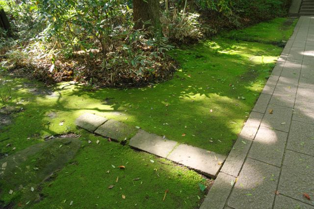 地面の苔が美しい。