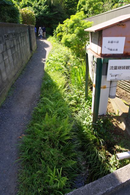 ここは確かにお鷹の道で人々が行き交います。