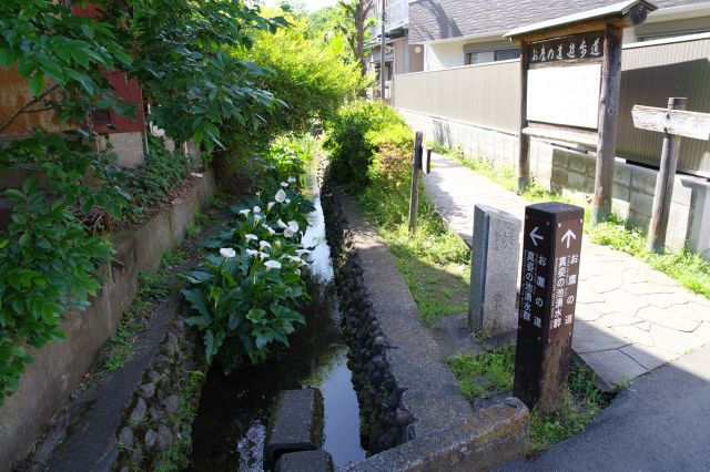 お鷹の道の東端まで来ました。