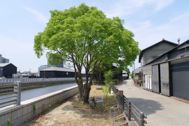 対岸へ、橋の袂にある木が目に優しい。