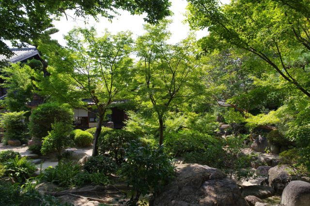 緑あふれる美しい日本庭園を望む。