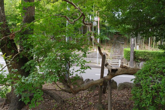 力強く枝を伸ばす。道路の向かいには仏式の墓も（後で行く）。