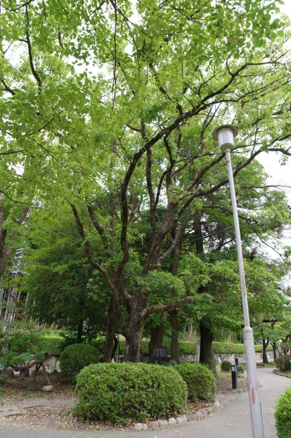 墓の上には高い木が立っています。