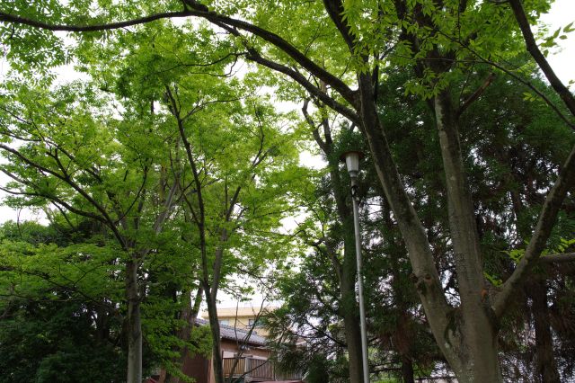 石碑の上には大きな木が立つ。