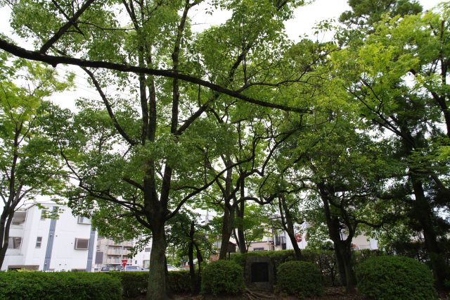 敷地角の豊かな木々。