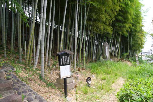 少し上がったところに雑然とした小道が続く。