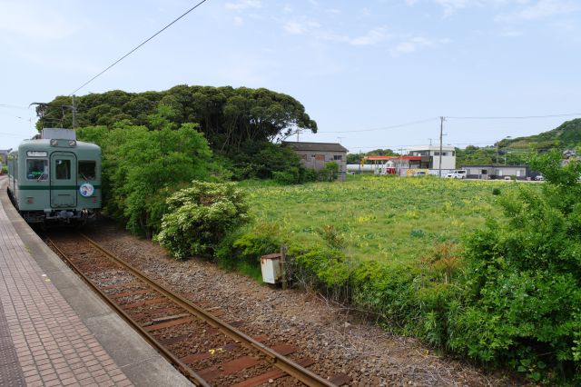 ホーム向かいの畑、緑色が溢れます。