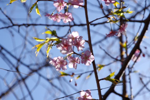河津桜が見られました。