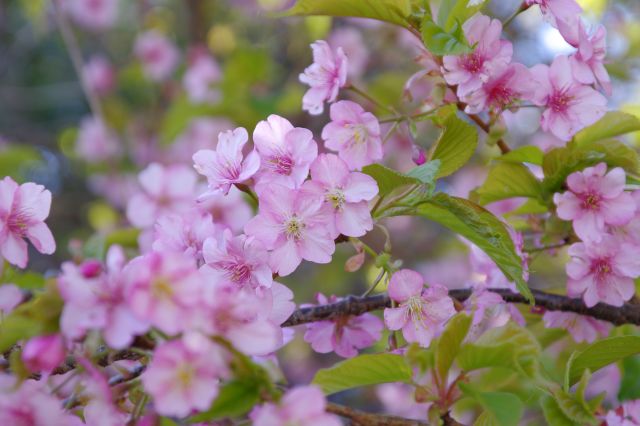 ここでも河津桜が見られました。