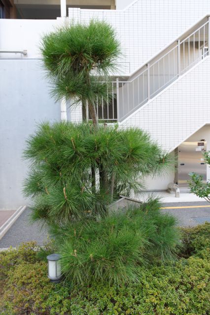 この先もマンション前に松の木。