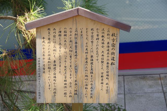 「枚方宿の街道松」。