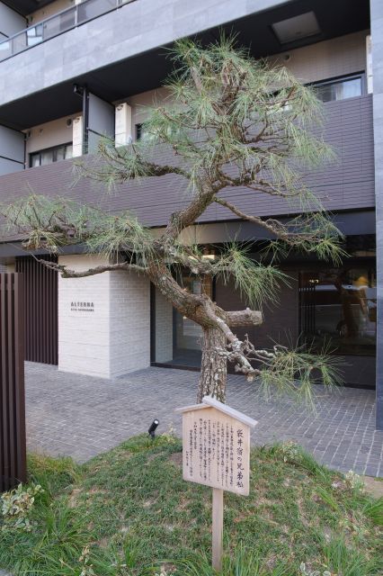 右のマンション前の松の木。